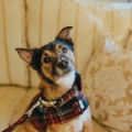 cute dog in a matching tartan jacket