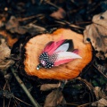 pink feather hair clip with Swarovski