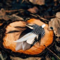 feather hair clip in gold and black with Swarovski