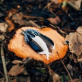 blue jay feather hair clip