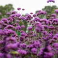 beautiful Cornish flowers