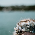 kynance shell crown