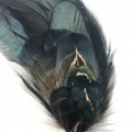 Without black peacock feather