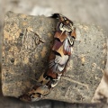 Pheasant feather hair band