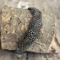 Spotty feather hair band black and white