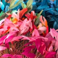 Bespoke feather Fascinator colours