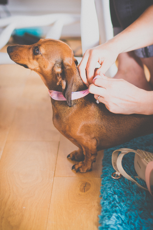 bridesmaid-dog-dashund